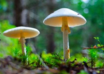 Dos niñas mueren por consumo de hongos venenosos en San Marcos