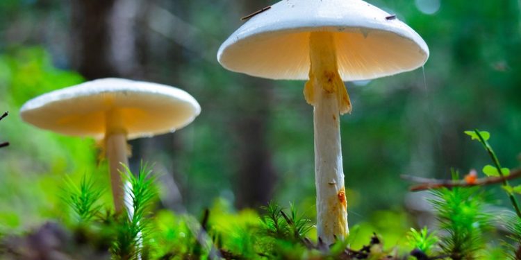 Dos niñas mueren por consumo de hongos venenosos en San Marcos