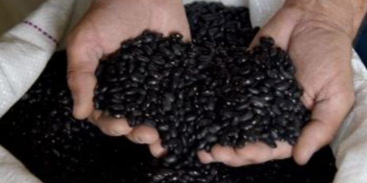 Economía amplía acuerdo para importar 5 mil toneladas de frijol negro sin aranceles