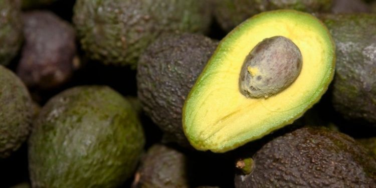 EE.UU. anuncia que reanudará la importación de aguacates desde México