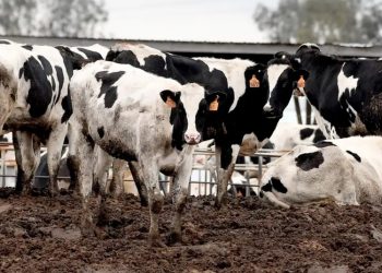 EE.UU. impide ingreso de ganado mexicano por plaga de gusano