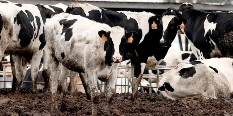 EE.UU. impide ingreso de ganado mexicano por plaga de gusano