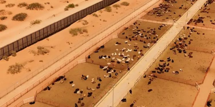 EE.UU. restringe ingreso de ganado desde México por plaga