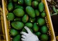 El aguacate mexicano no es del narcotráfico, asegura López Obrador
