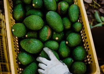 El aguacate mexicano no es del narcotráfico, asegura López Obrador
