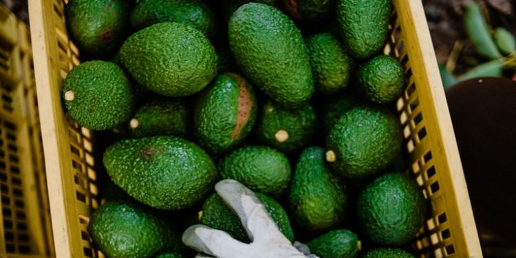 El aguacate mexicano no es del narcotráfico, asegura López Obrador