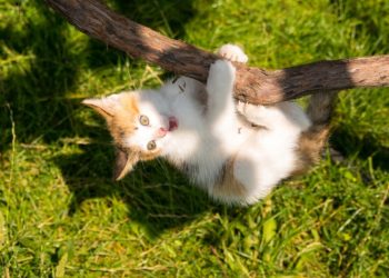 El arte de caer: el inesperado papel de los gatos en la exploración espacial