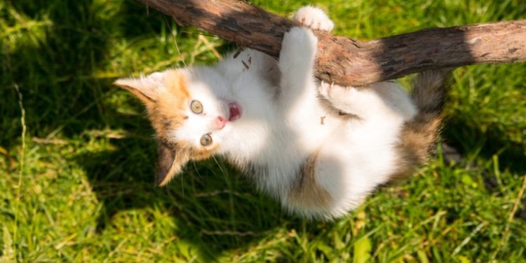 El arte de caer: el inesperado papel de los gatos en la exploración espacial