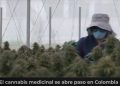 El cannabis medicinal se abre paso en Colombia