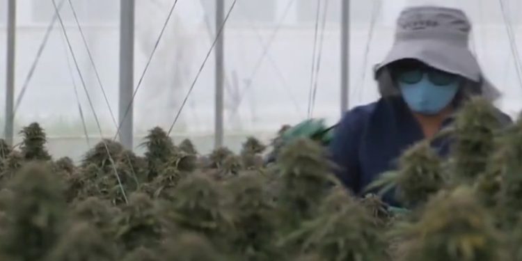 El cannabis medicinal se abre paso en Colombia