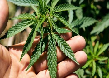 El Congreso de Costa Rica aprueba el proyecto de ley de cannabis para uso medicinal y el cáñamo industrial
