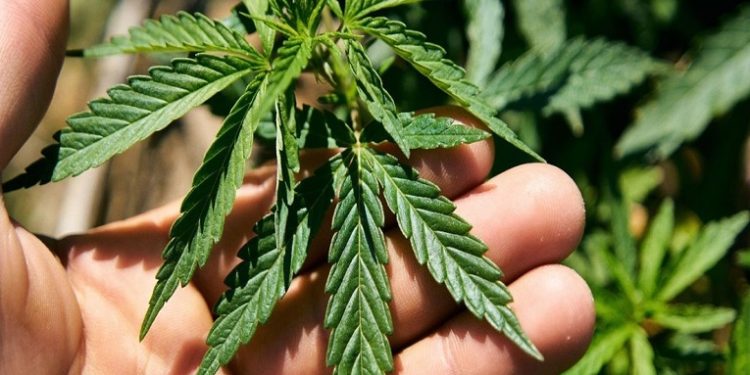 El Congreso de Costa Rica aprueba el proyecto de ley de cannabis para uso medicinal y el cáñamo industrial