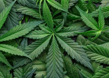 El consumo de marihuana aumenta el riesgo de padecer varios tipos de cáncer