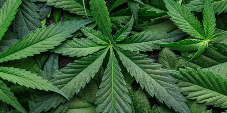 El consumo de marihuana aumenta el riesgo de padecer varios tipos de cáncer