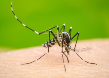 El dengue a dejado 34 muertos y más de 20 casos entre leves y graves