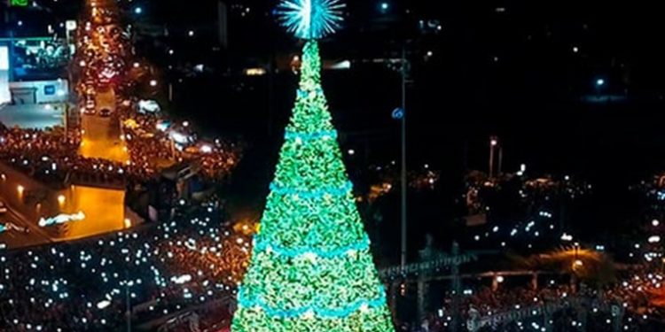 El Festival del Árbol Gallo regresará con innovaciones y entusiasmo este 18 de noviembre