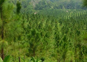 El fondo de Naciones Unidas para la alimentación apoya los incentivos forestales