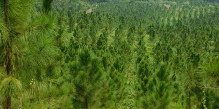 El fondo de Naciones Unidas para la alimentación apoya los incentivos forestales