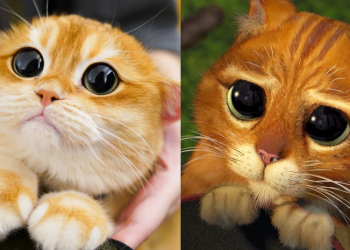 El gato con botas de *Shrek* existe: Â¡conozcan a don Pisco!
