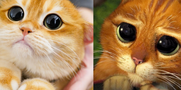 El gato con botas de *Shrek* existe: Â¡conozcan a don Pisco!