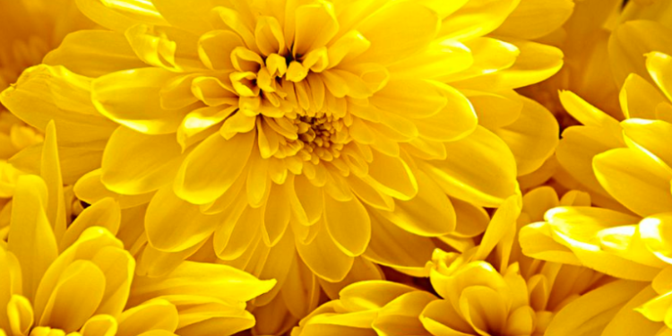 El gesto de regalar el 21 de Septiembre Flores Amarillas simbolizan generalmente amistad, alegría y felicidad