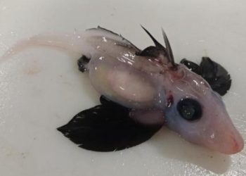 El hallazgo de una rara crí­a de tiburón fantasma que asombra a los cientí­ficos