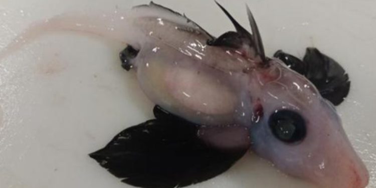 El hallazgo de una rara crí­a de tiburón fantasma que asombra a los cientí­ficos