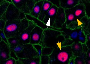 El hí­gado humano no envejece, a diferencia del resto del cuerpo, y siempre tiene la edad de tres años