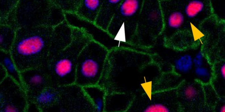 El hígado humano no envejece, a diferencia del resto del cuerpo, y siempre tiene la edad de tres años