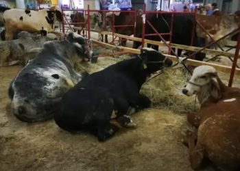 El Ministerio de Agricultura anunció el desarrollo de un segundo congreso ganadero del país