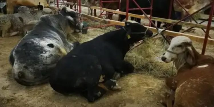 El Ministerio de Agricultura anunció el desarrollo de un segundo congreso ganadero del país
