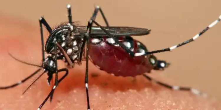 El Ministerio de Salud recomiendó a la población para evitar contagiarse de fiebre amarilla