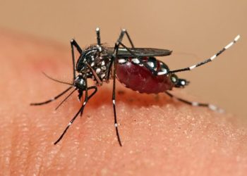 El Ministerio de Salud reporta 22 muertes por dengue