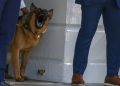 El perro de Biden abandona la Casa Blanca tras más de 10 ataques contra sus empleados
