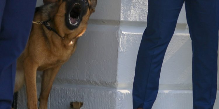 El perro de Biden abandona la Casa Blanca tras más de 10 ataques contra sus empleados