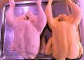 El pollo blanco y amarillo ha reflejado incrementos en sus precios desde hace un par de semanas