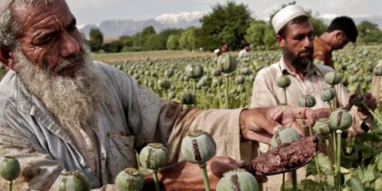 El Talibán y los carteles de la droga mexicanos: ¿qué tienen en común?