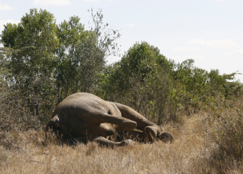 Elefantes mueren en África por el intenso calor mientras migran en busca de agua