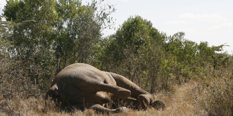 Elefantes mueren en África por el intenso calor mientras migran en busca de agua