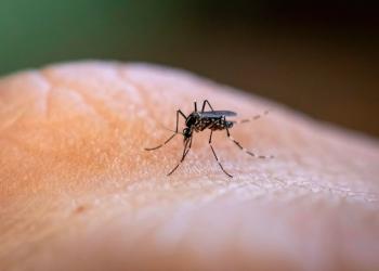 Emergencia sanitaria por epidemia de dengue