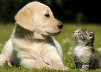 Empresa aseguradora implementa seguro de vida para mascotas