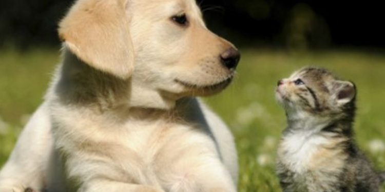 Empresa aseguradora implementa seguro de vida para mascotas