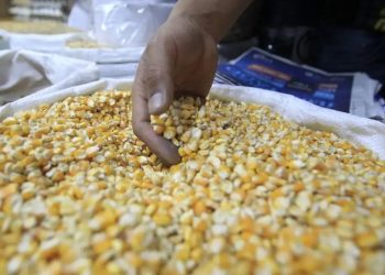 Empresarios denuncian incremento de contrabando de huevos y Maí­z proveniente de Honduras