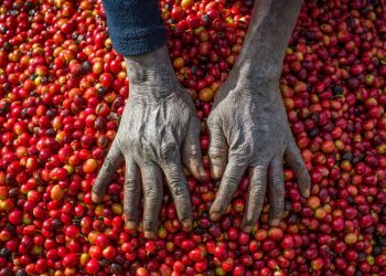Empresas cafeteras se alejan de África ante la amenaza de una ley de deforestación que sancionará la UE
