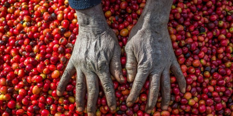 Empresas cafeteras se alejan de África ante la amenaza de una ley de deforestación que sancionará la UE