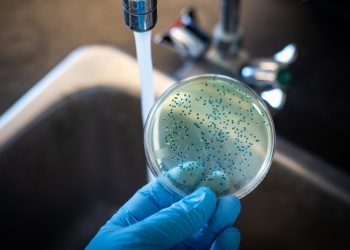 Encuentran bacterias carnívoras causantes de enfermedades en las aguas costeras de EE.UU.