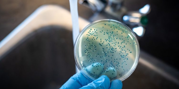 Encuentran bacterias carnívoras causantes de enfermedades en las aguas costeras de EE.UU.