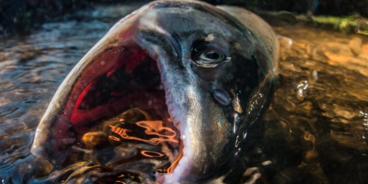 Encuentran en Canadá decenas de miles de salmones muertos