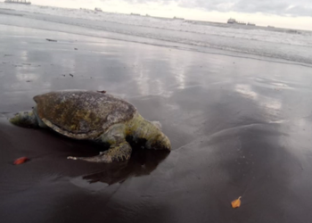 Encuentran tortugas y delfines muertos en costas del pací­fico guatemalteco