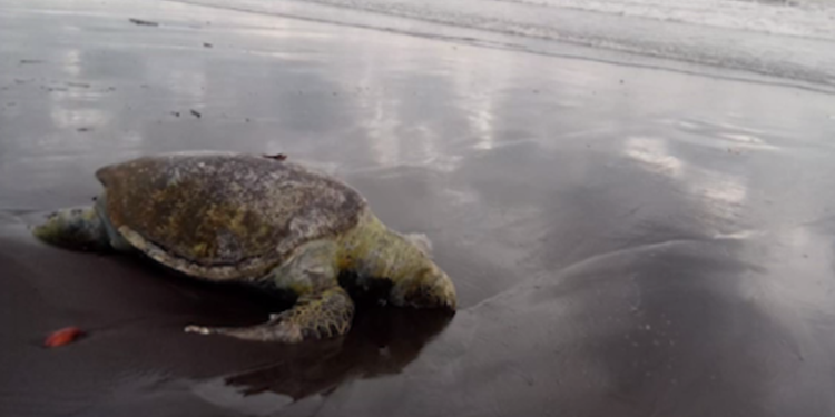 Encuentran tortugas y delfines muertos en costas del pací­fico guatemalteco